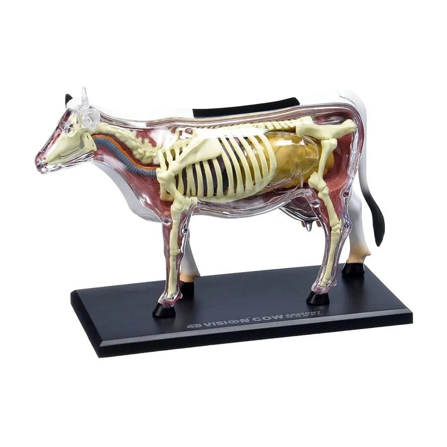 4D Vision Cow Anatomy Model